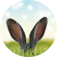 veterinaire de garde Bousval