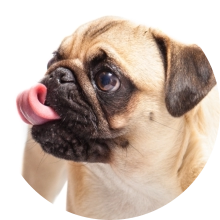 veterinaire de garde Braine-le-Comte