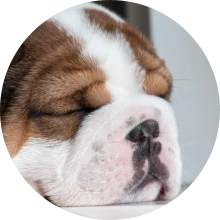 veterinaire de garde Braine l alleud