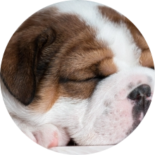 veterinaire de garde Braine l alleud