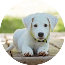 veterinaire de garde Braine l alleud