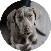 veterinaire de garde Buzet
