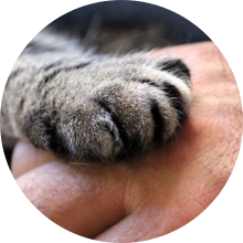 veterinaire de garde Ecaussinnes