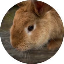 veterinaire de garde Familleureux