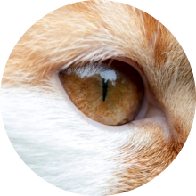 veterinaire de garde Genappe