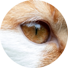 veterinaire de garde Genappe