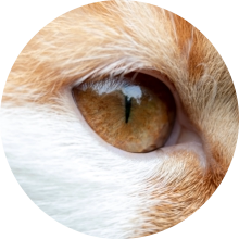 veterinaire de garde Genappe