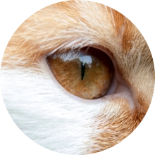 veterinaire de garde Genappe