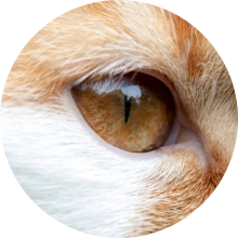 veterinaire de garde Genappe