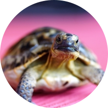 veterinaire de garde Glabais