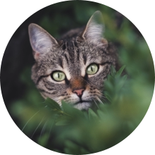 veterinaire de garde Hennuyeres