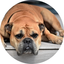 veterinaire de garde Ittre