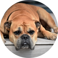 veterinaire de garde Ittre