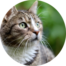 veterinaire de garde Lillois-Witterzee
