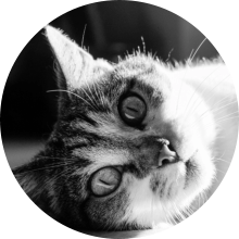 veterinaire de garde Loupoigne