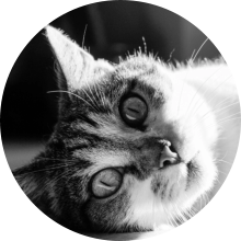 veterinaire de garde Loupoigne