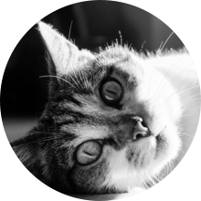 veterinaire de garde Loupoigne