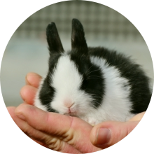 veterinaire de garde Luttre
