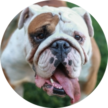 veterinaire de garde Nivelles