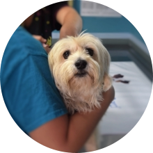 veterinaire de garde Ophain-Bois-Seigneur-Isaac