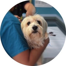 veterinaire de garde Ophain-Bois-Seigneur-Isaac
