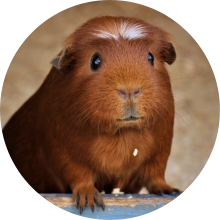 veterinaire de garde Petit-Roeulx-lez-Nivelles