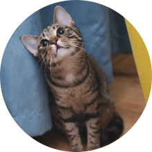 veterinaire de garde Pont-a-Celles