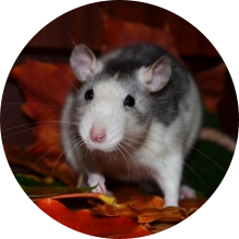 veterinaire de garde Ronquieres
