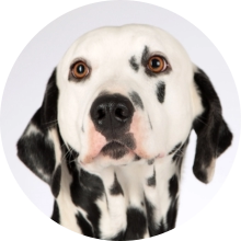 veterinaire de garde Thimeon