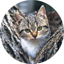 veterinaire de garde Thines