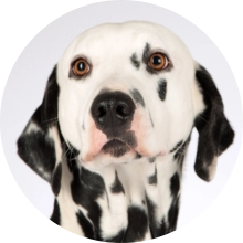 veterinaire de garde Villers-Perwin