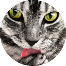veterinaire de garde Wayaux
